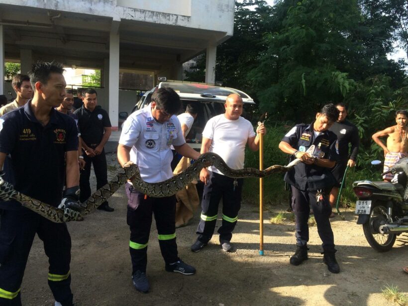 Three metre python caught snacking on chickens