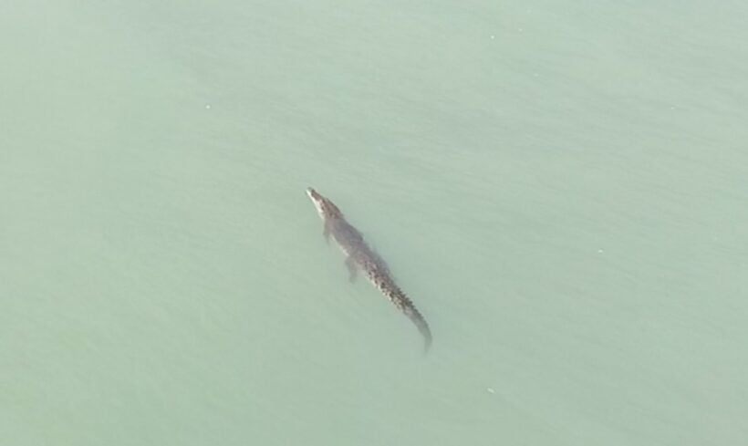 Three metre crocodile spotted off Bang Tao beach