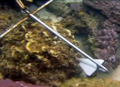 Phuket tour operators targeted for damaging reefs