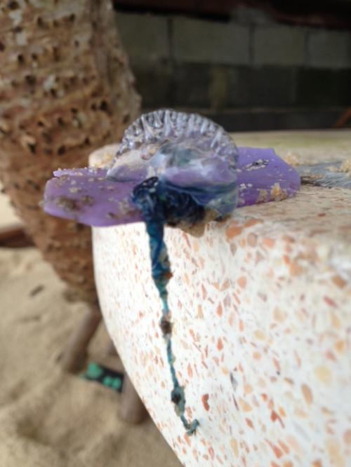 Rough surf serves up bluebottles at Phuket beach