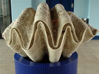 Giant Clam population in danger