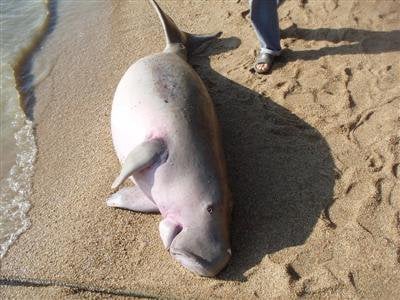 Dead dugong thought victim of fishing gear