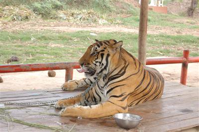 Tanked-up tiger taming leads to trauma