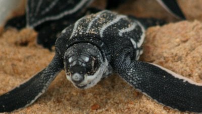 Leatherback turtle eggs hatch