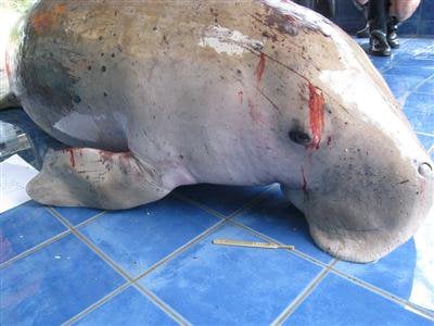 A bad week for dwindling dugong population