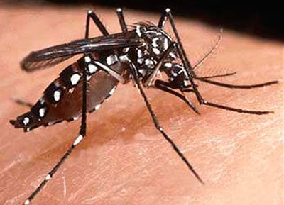 Dengue Fever Alert, South Thailand hard hit