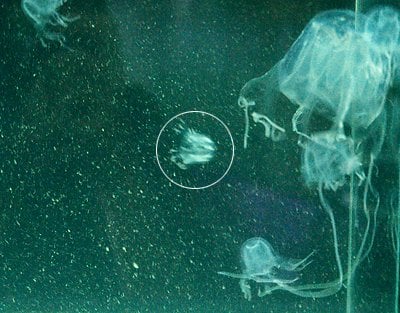 New box jellyfish found at Ao Nambor