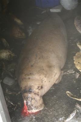 Dead dugong likely killed by fishing equipment