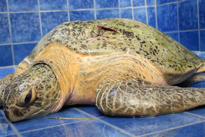 PMBC treats injured 120kg green sea turtle