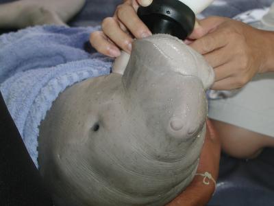 Dugong doing well