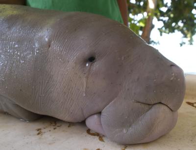 Dugong dies