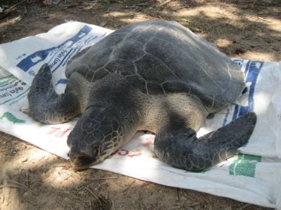 Dead turtle highlights endangered species’ plight