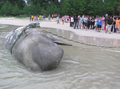 Dead whale washed ashore