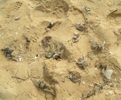 Dead red frog crabs “probably poisoned’