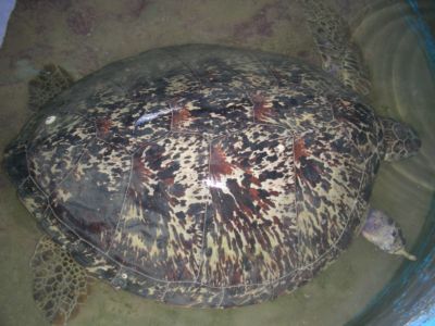 Fighting chance: green turtle has flipper amputated