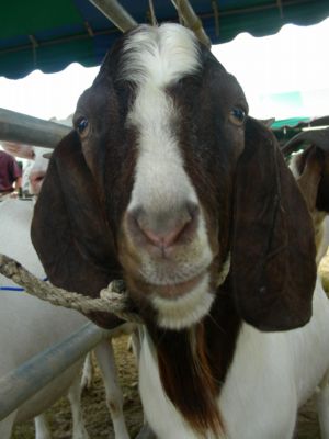 Goat beauties open agricultural fair