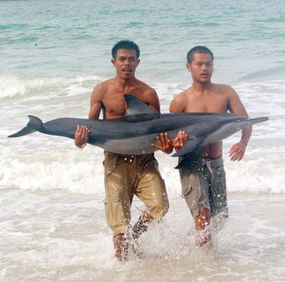 Beached dolphins have “slim’ chances of recovery