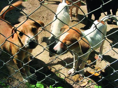 Dog shelter begging for attention