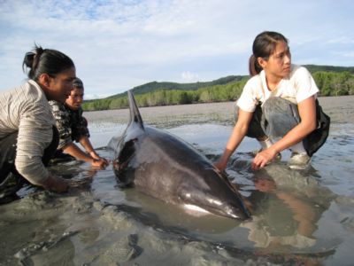 Dolphins rescued from receding tide