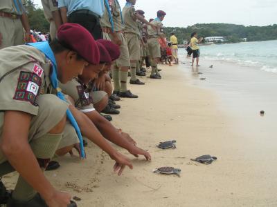 Hundreds of turtles released in Mothers’ Day ceremony