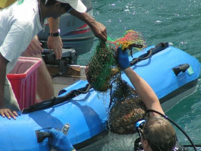 Phuket divers unite for underwater cleanup