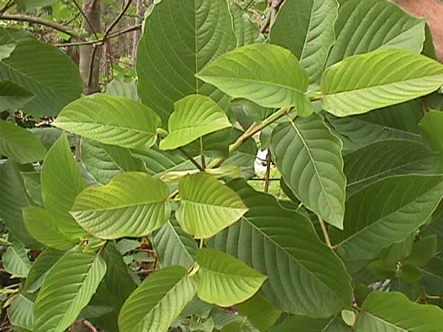 Burmese man busted with 20 kilograms of kratom