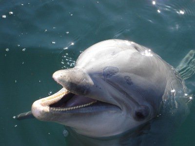 Phuket Opinion: Captive dolphins pitied, even in the Land of Smiles