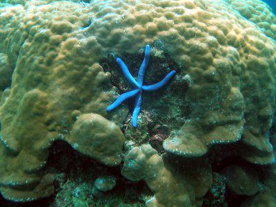 Phuket coral gets its groove back