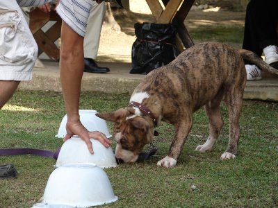 Phuket drug detection gone to the dogs