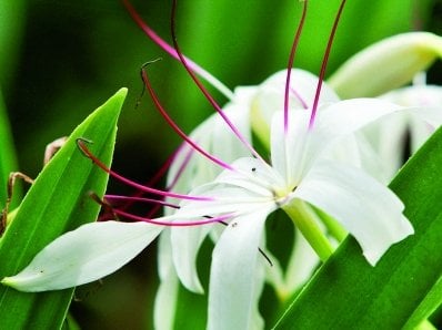 Phuket Gardening: Little lily love in the tropics