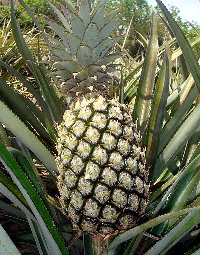 Phuket pineapple goes on show