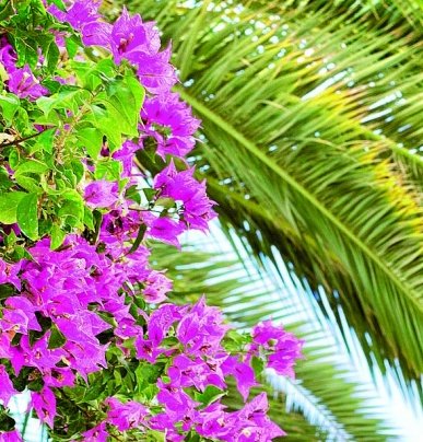 Phuket gardening: Let them grow wild