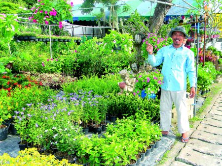 Phuket gardening: Help with growing pains