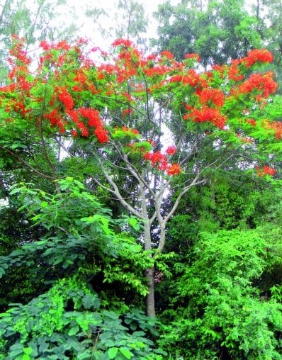 Phuket gardening: Goodness gracious, great buds of fire