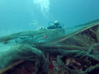 Phuket divers sought for coral cleaning day