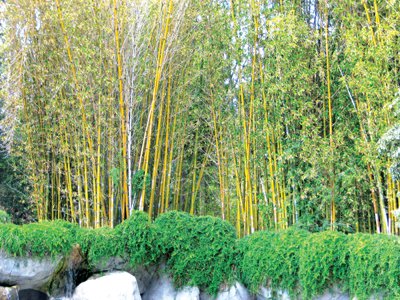 Phuket Gardening – don’t be bamboozled by big bamboo