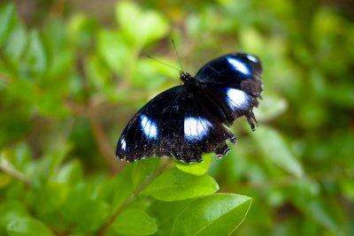 Phuket butterflies to take wings in the wild