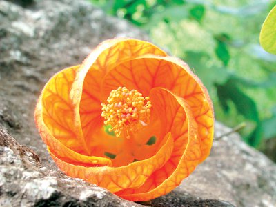 Phuket Gardening – Chinese lanterns