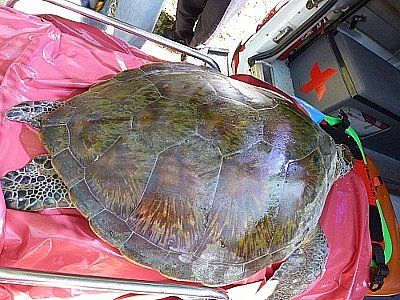 Tourist’s keen eye saves green sea turtle