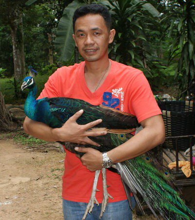 Peacock delivers “pheasant surprise’ in Krabi