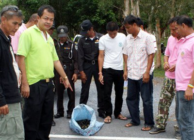 Snakes in a sack seized on Koh Lanta