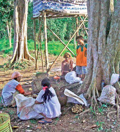 Phuket Gardening: Drying the seeds of success