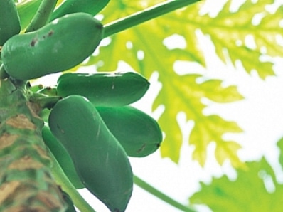 Phuket Gardening: I say paw-paw, you say papaya