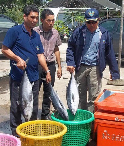 Surprise tuna catch off Phuket, Krabi