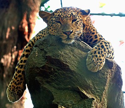 Phuket Gazette: India – Leopard kills girl; Student stabs teacher; Bus crash kills 26