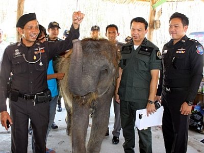 Phuket’s baby elephants under investigation