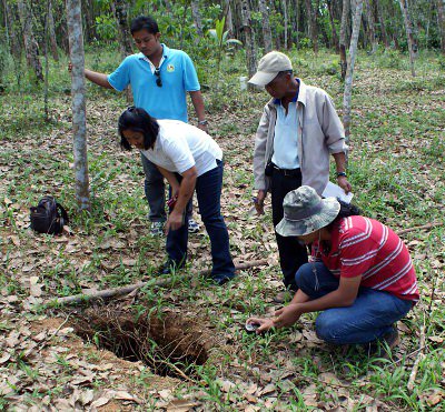 Phuket News: Sinkholes threaten Krabi rubber plantation