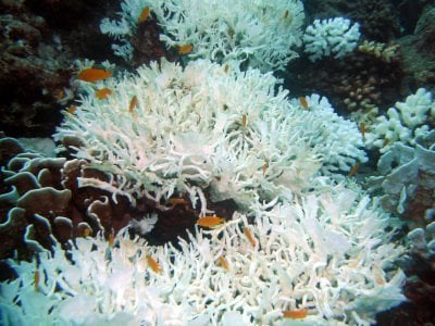 Phuket coral bounces back from bleaching blight