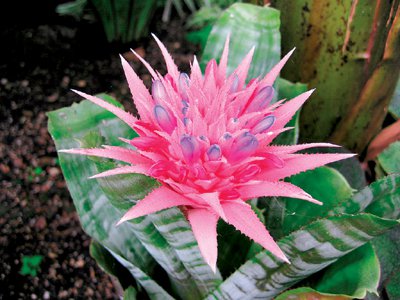 Phuket gardening: Brimming with bromeliads