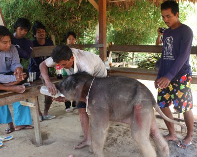 Phuket welcomes newborn elephant “Pang Saifon’